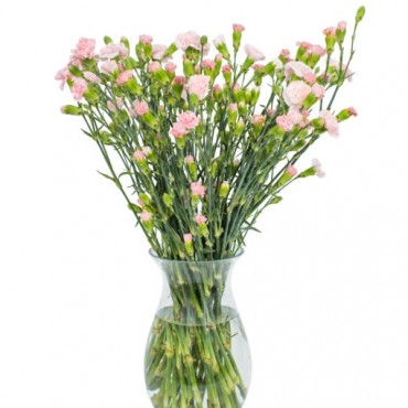 Pink Spray Carnations for Home or Office